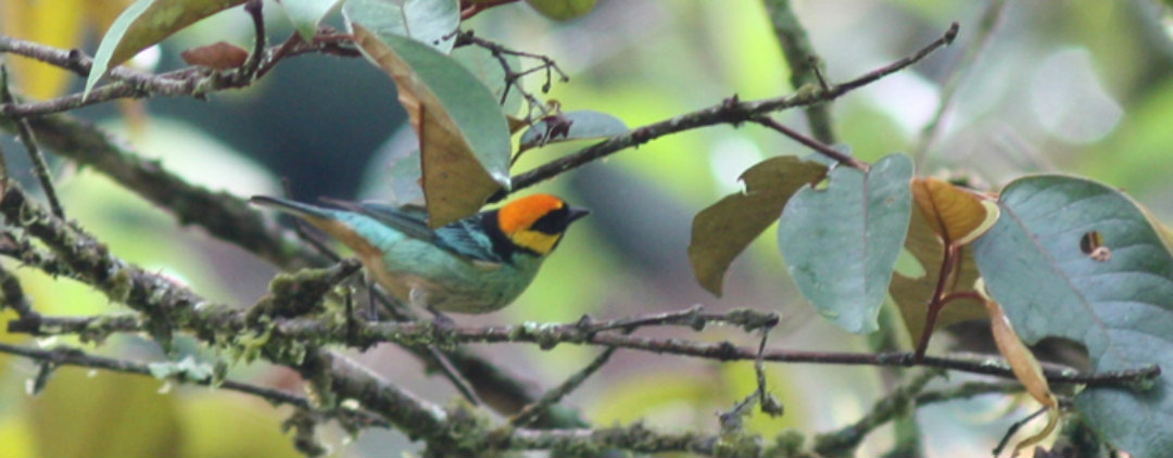 Crowned Tanager